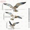 Retro Wooden Seagull Wall Set Coastal Bird Hanging Ornament Executive Home Office Maritime Sanct 8