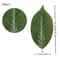 Simulated Magnolia Foliage Set 25pc Premium PU Artificial Leaves Executive Floral Studio Sanctua 9