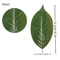 Simulated Magnolia Foliage Set 25pc Premium PU Artificial Leaves Executive Floral Studio Sanctua 9