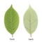Simulated Magnolia Foliage Set 25pc Premium PU Artificial Leaves Executive Floral Studio Sanctua 1