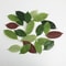 Simulated Magnolia Foliage Set 25pc Premium PU Artificial Leaves Executive Floral Studio Sanctua 5