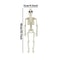 Humanoid Skeleton Modeling Prop Posable Halloween Decorative Frame Executive Haunted Studio Sanc 1
