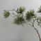 Verdant Alpine Pine Stem Luxury Realistic Evergreen Branch Executive Holiday Studio Sanctuary De 1