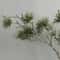 Verdant Alpine Pine Stem Luxury Realistic Evergreen Branch Executive Holiday Studio Sanctuary De 3