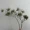 Verdant Alpine Pine Stem Luxury Realistic Evergreen Branch Executive Holiday Studio Sanctuary De 4