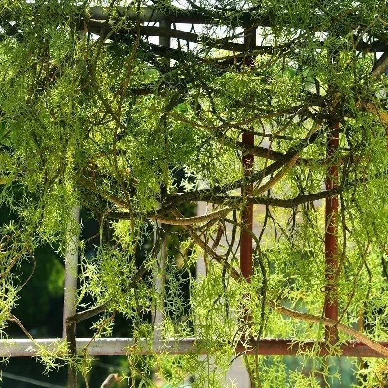 Botanical Asparagine Cascade 13M HighDensity Hanging Vine Executive Lobby Studio Sanctuary Decor 4