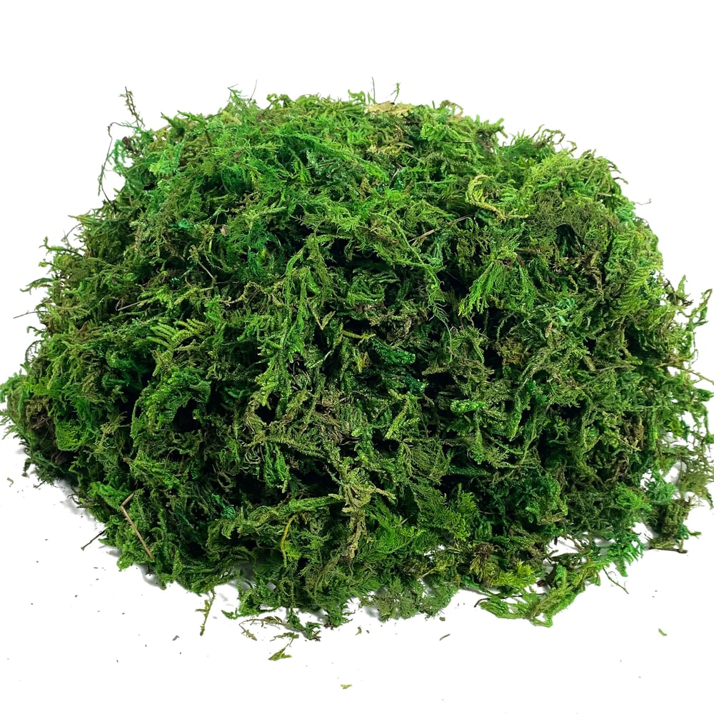 Botanical Velvet Moss Artisan Preserved Craft Moss Executive Studio Living Room Sanctuary Decor 6