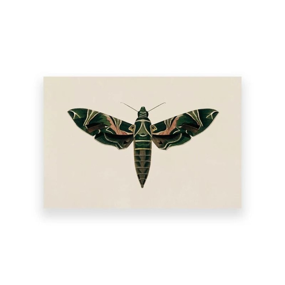 Moody Owl Butterfly Canvas Dark Academia Nature Art Executive Library Cottagecore Sanctuary Dec 22