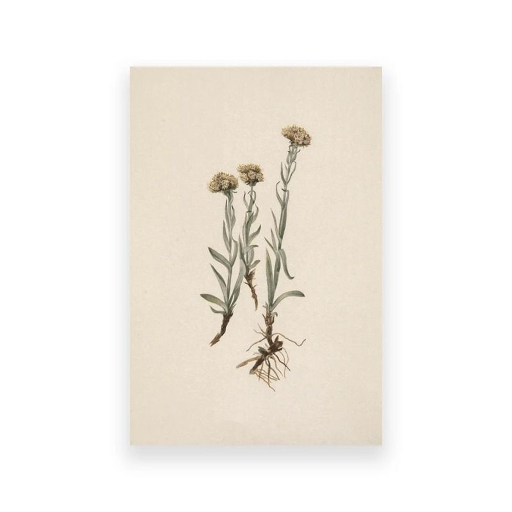 Moody Owl Butterfly Canvas Dark Academia Nature Art Executive Library Cottagecore Sanctuary Dec 24