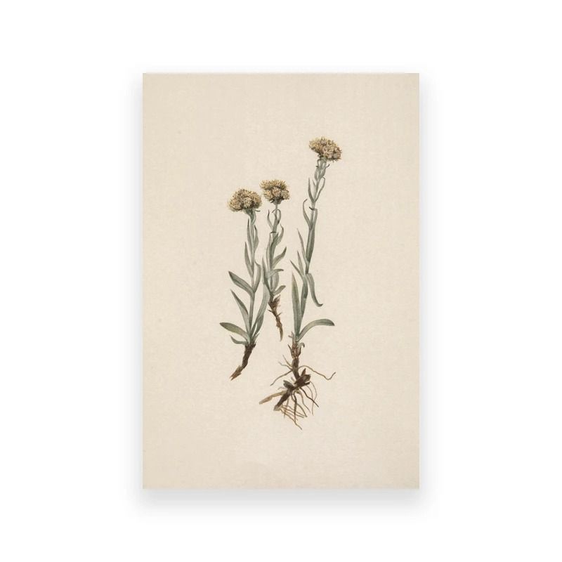 Moody Owl Butterfly Canvas Dark Academia Nature Art Executive Library Cottagecore Sanctuary Dec 24