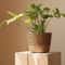 Handmade Straw Weaving Gallery HighFidelity Woven Rattan Planter Professional Botanic Storage Tec 2