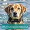 Remote Pet Training Collar 5