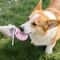 Portable Stainless Steel And Silicone Pet Travel Water Bottle 2