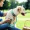 Heavy Duty Padded Reflective Nylon Pet Collar 5