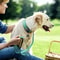 Heavy Duty Padded Reflective Nylon Pet Collar 5
