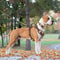 Luxury Chocolate NoPull Adjustable Dog Harness 5