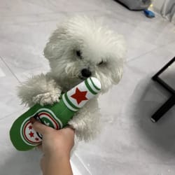 interactive squeaky beer bottle plush dog toy