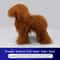 Standard Poodle Full Body Grooming Practice Model 10