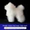 Standard Poodle Full Body Grooming Practice Model 6