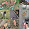 HeavyDuty Braided Rope Slip Lead 1