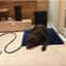 Adjustable Temperature Pet Electric Heating Pad 2