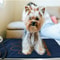 Adjustable Temperature Pet Electric Heating Pad 3