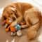 Plush Interactive Squeaky Puzzle Toy 5