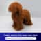 Professional Groomers Teddy Simulation Model 10