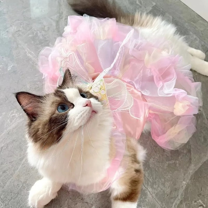 Spring Stripe Lace Princess Pet Dress 3