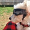 SoftFrame Precision UV Pet Goggles 1