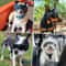 SoftFrame Precision UV Pet Goggles 5