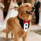 Sucado Distinguished Gentleman Wedding Bandana Collar 2