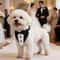 Sucado Distinguished Gentleman Wedding Bandana Collar 4