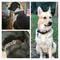 Benepaw Heritage HeavyDuty Leather Collar 1