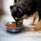 AnchorBase Stainless Steel Feeding Bowl 2