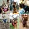 EscapeProof Breathable Mesh Cat Harness 5