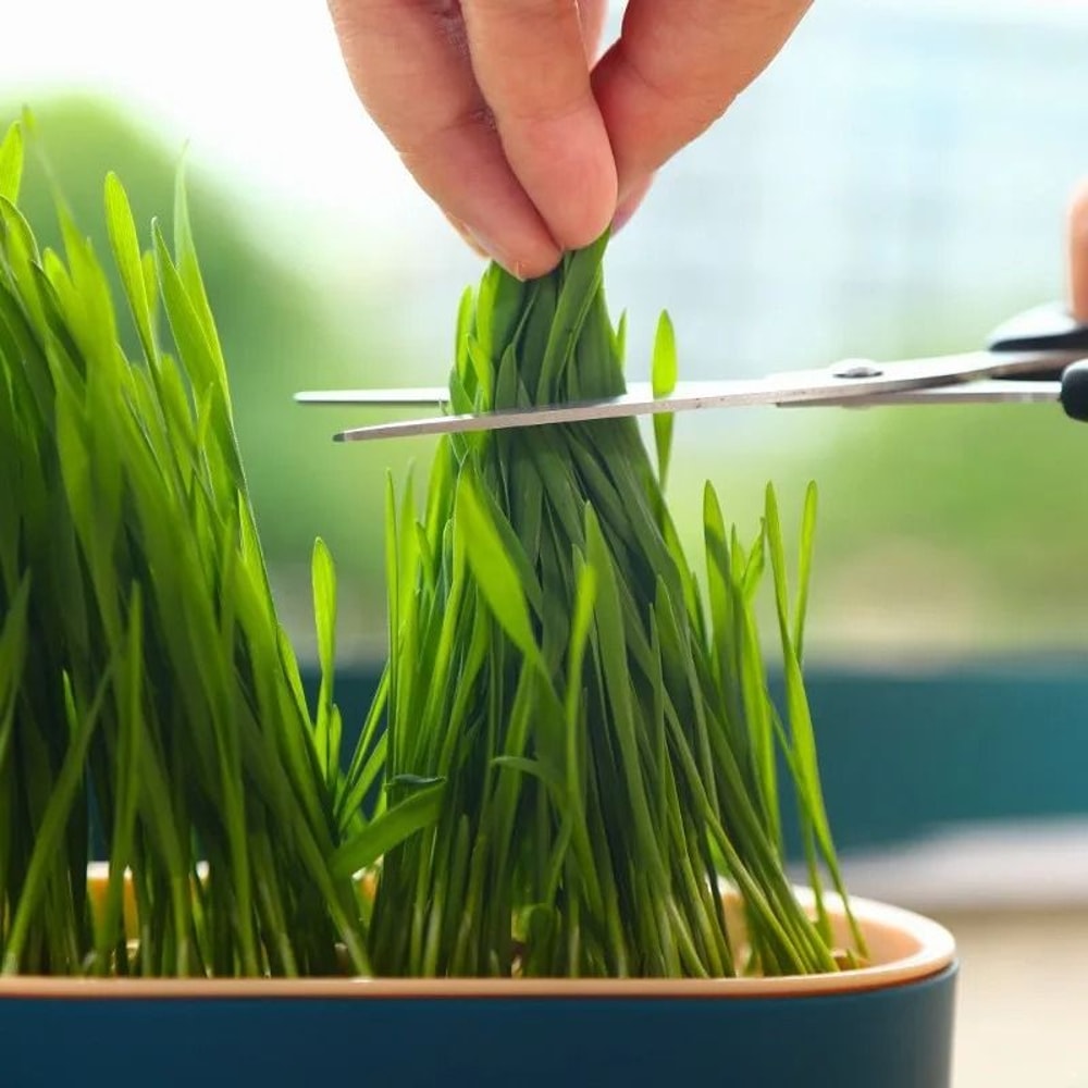 Hydroponic Soilless Cat Grass Planter 3