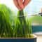 Hydroponic Soilless Cat Grass Planter 3
