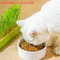 Hydroponic Soilless Cat Grass Germination Kit 2