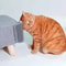 StrucGroom Corner Massage Hub 1