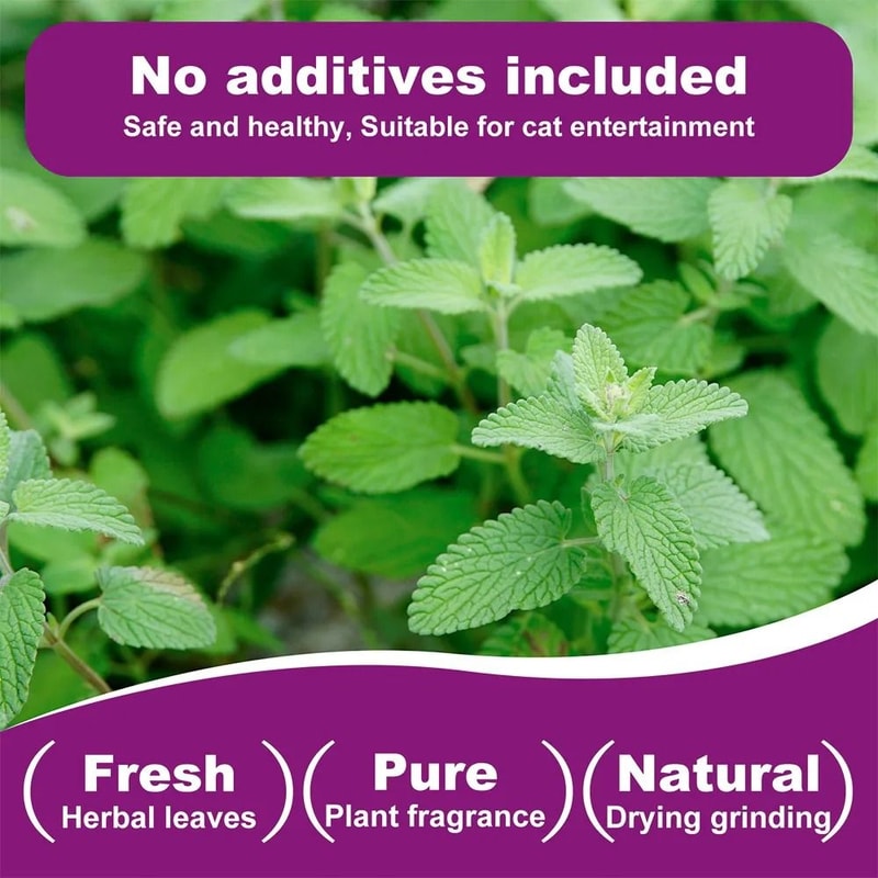 100 Natural Organic Catnip 2