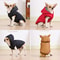 Waterproof Winter Cat Hoodie Jacket 4