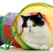 HighReliability Collapsible Explorer Pet Tunnel 5