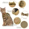Tactical MissionReady EscapeProof Cat Harness 2