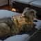 Tactical MissionReady EscapeProof Cat Harness 4