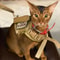 Tactical MissionReady EscapeProof Training Harness 0
