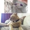 Heart Rhinestone Breakaway Cat Collar 4