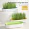 FreshSprout Soilless Hydroponic Cat Grass Planter 3