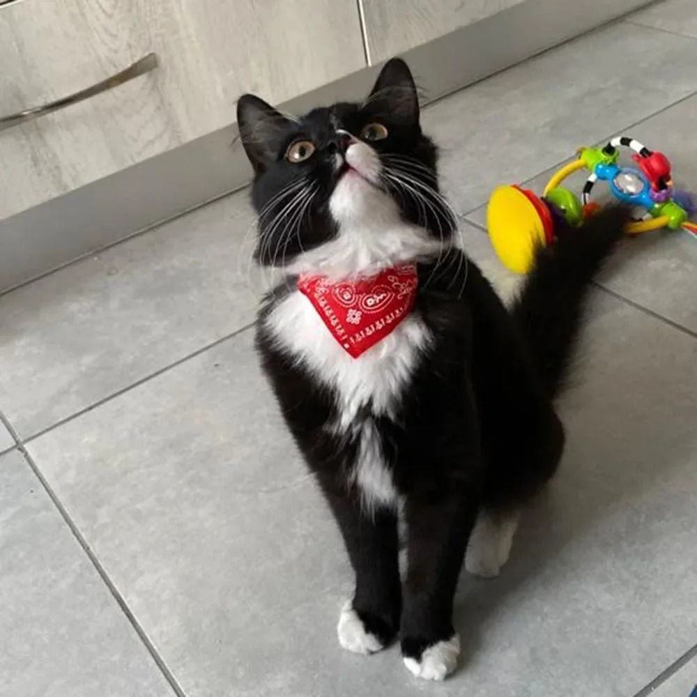 PatternPrint Boutique Cat Bandana Collar 1