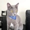PatternPrint Boutique Cat Bandana Collar 2